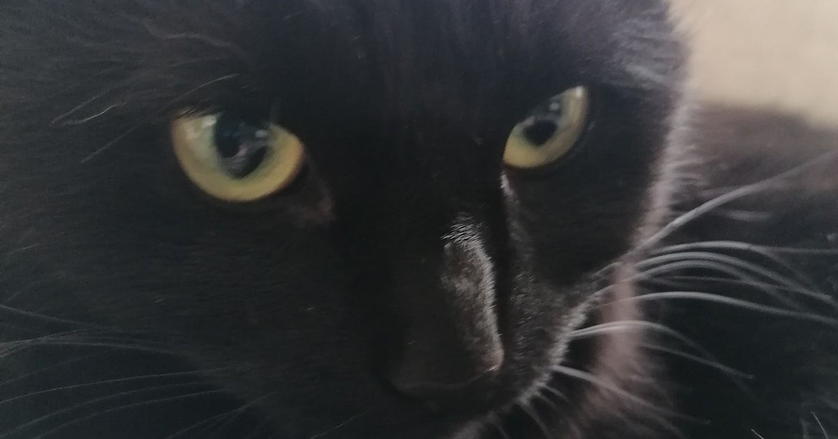 Heb jij Malu gezien? Dit huisdier wordt in Aalten vermist