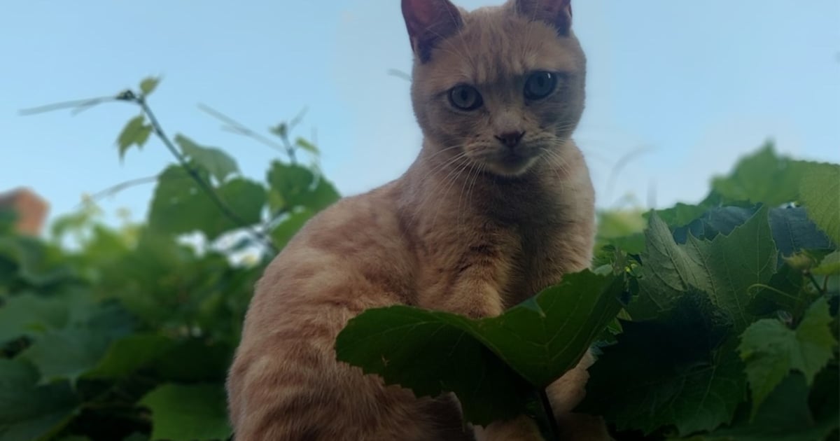 Heb jij Tony of Mojo gezien? Deze twee huisdieren worden in Soest vermist