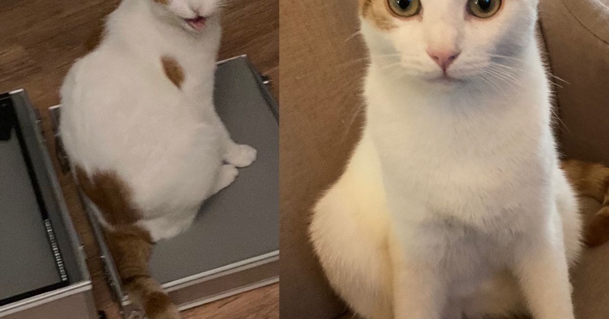 Heb jij Peukie of Dolly gezien? Deze twee huisdieren worden in Veenendaal vermist