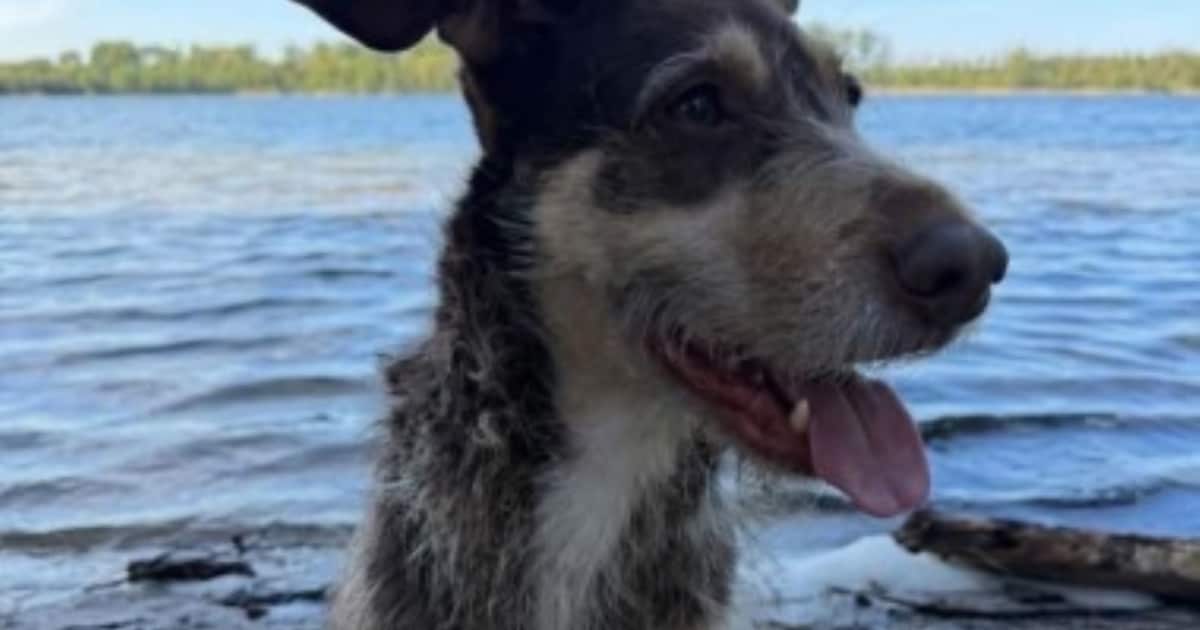 Heb jij Kiki of Osean gezien? Deze twee huisdieren worden in Heerlen vermist