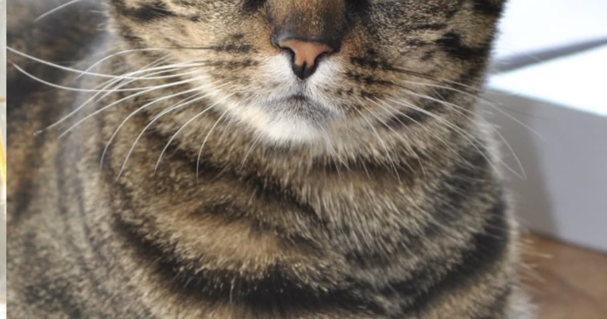 Heb jij Noa of Celesta gezien? Deze twee huisdieren worden in Nieuwkoop vermist