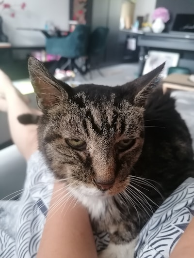 Heb jij Aapie gezien? Dit huisdier wordt in Veenendaal vermist