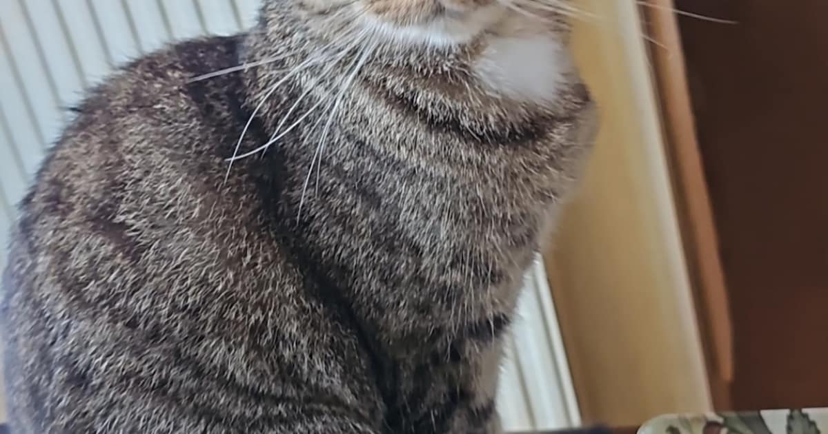 Heb jij Ossie of Dolly gezien? Deze twee huisdieren worden in Alkmaar vermist