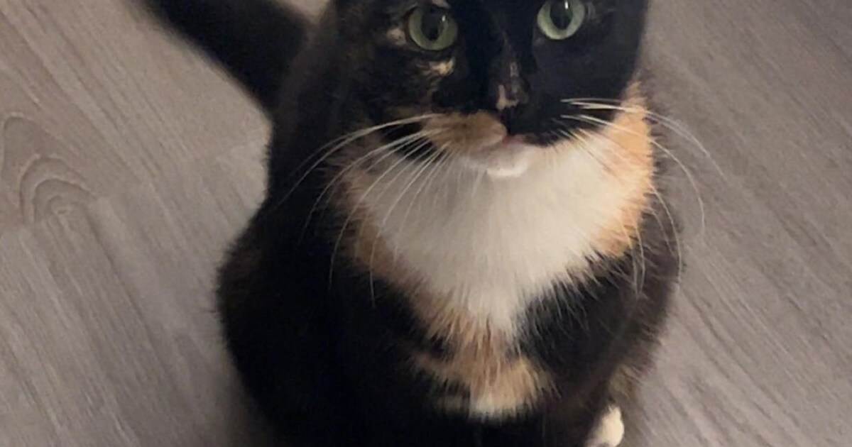 Heb jij Nala gezien? Deze twee huisdieren worden in Ridderkerk vermist