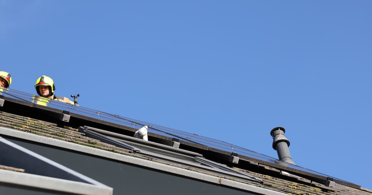 Duif zit vast onder zonnepanelen van een woning en kan zichzelf niet meer bevrijden