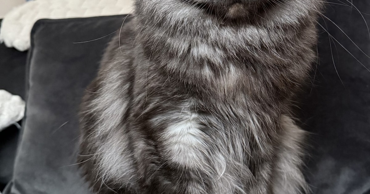 Heb jij Shadow gezien? Dit huisdier wordt in Alblasserdam vermist