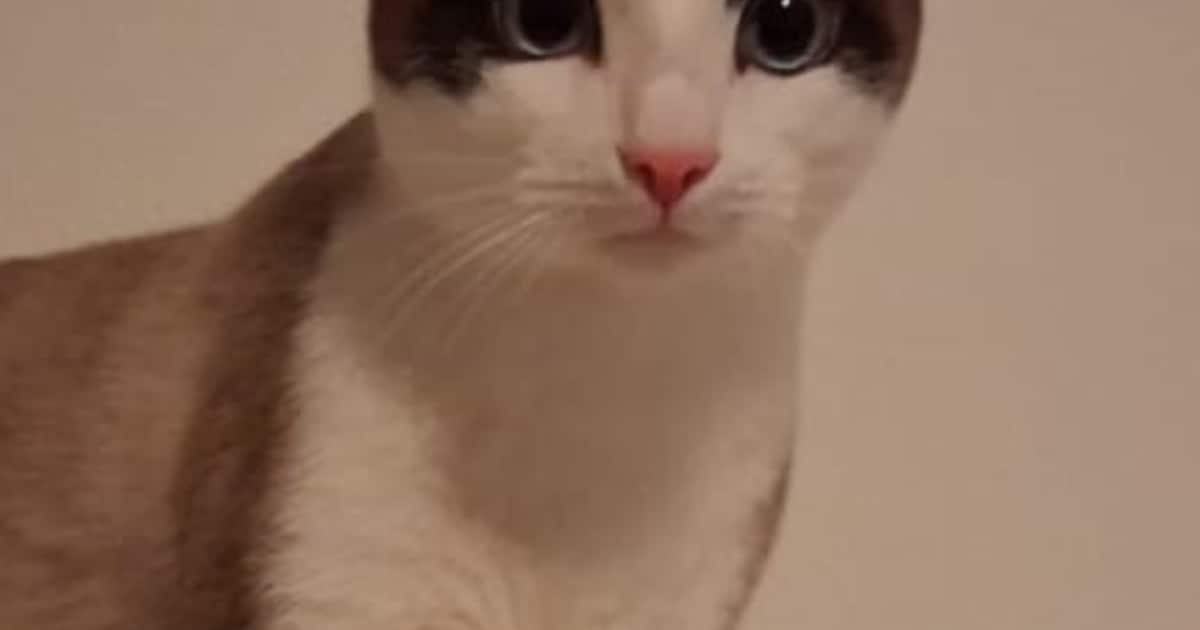 Heb jij Mo gezien? Dit huisdier wordt in Kerkrade vermist