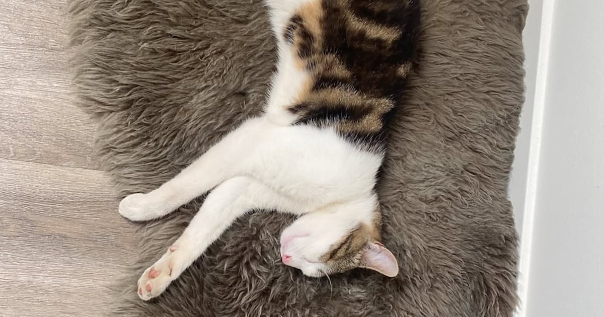 Heb jij Guus gezien? Dit huisdier wordt in Berkelland vermist