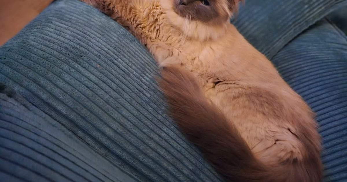 Heb jij Bullit of Ollie gezien? Deze twee huisdieren worden in De Fryske Marren vermist