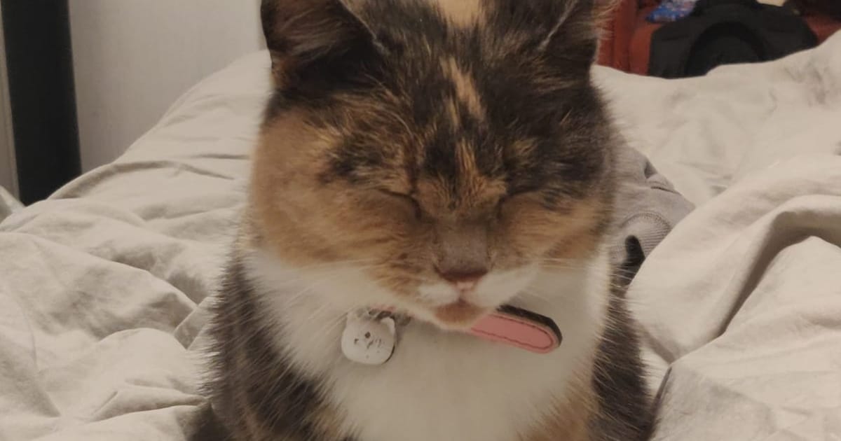 Heb jij Raptor of Pinky gezien? Deze twee huisdieren worden in De Ronde Venen vermist