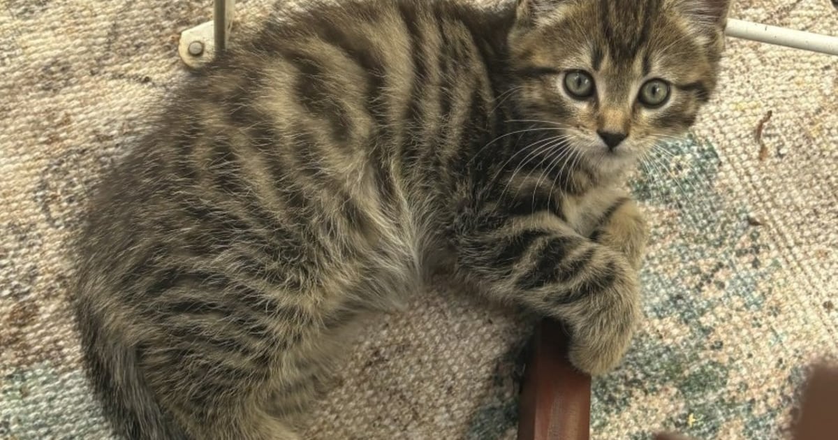 Heb jij Snoes, Eddie of Loekie gezien? Deze drie huisdieren worden in De Bilt vermist