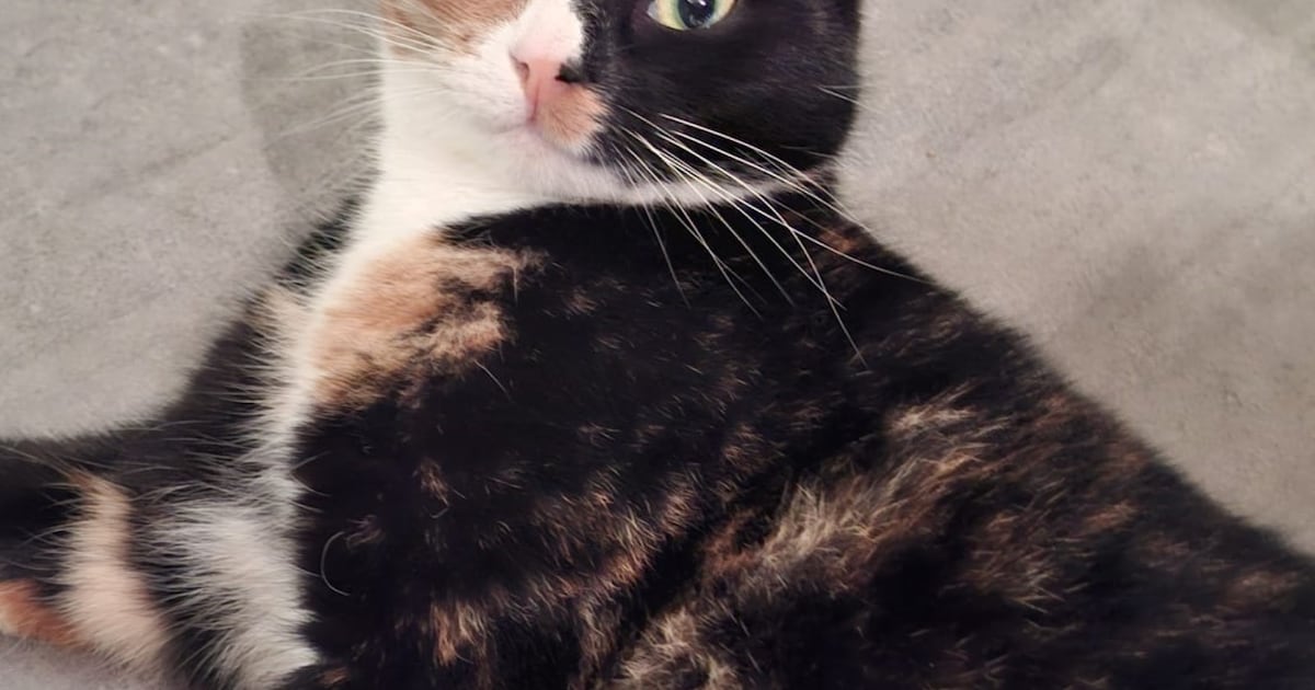 Heb jij Flokie of Nova gezien? Deze twee huisdieren worden in Katwijk vermist