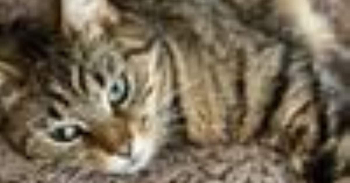 Heb jij Momo, Mischja of Loki gezien? Deze drie huisdieren worden in Wijdemeren vermist