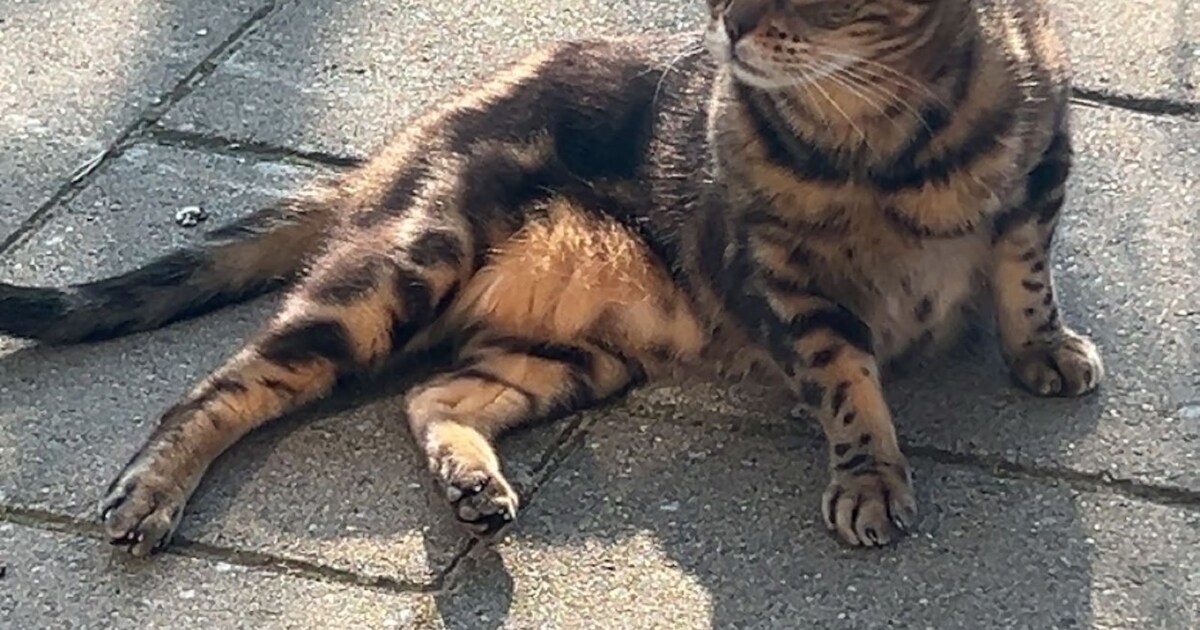 Heb jij Minu of Pip gezien? Deze twee huisdieren worden in Teylingen vermist