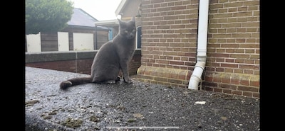 Heb jij Russpin gezien? Dit huisdier wordt in Kampen vermist