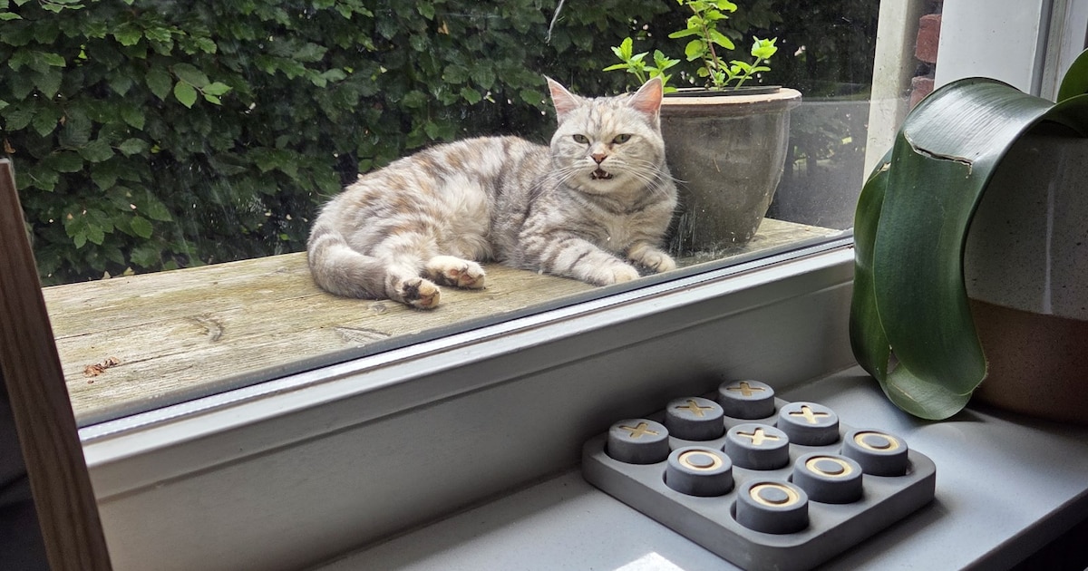 Heb jij Kaatje of Otis gezien? Deze twee huisdieren worden in Hattem vermist