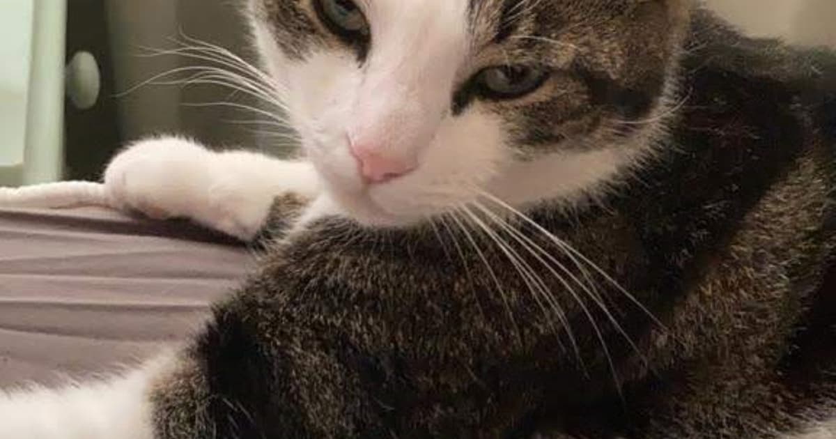 Heb jij Raver gezien? Dit huisdier wordt in Kapelle vermist