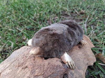 Leer een mol opzetten in Beuningen