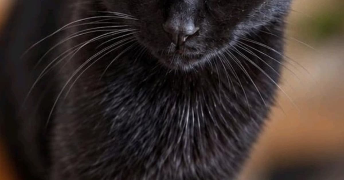 Heb jij Clover of Bink gezien? Deze twee huisdieren worden in Schagen vermist