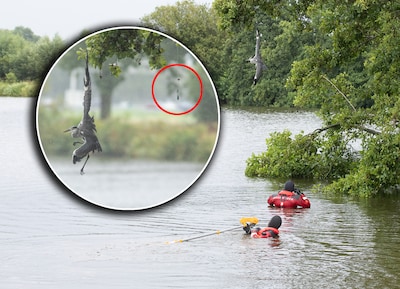 Reiger in Hoogland vast in visdraad, brandweer uit Baarn en Bunschoten schiet te hulp