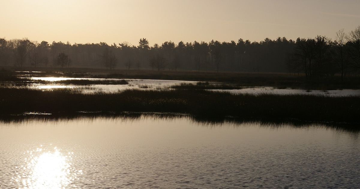 Hilde Bult geeft in Roosendaal lezing over bosvogels op Brabantse Wal