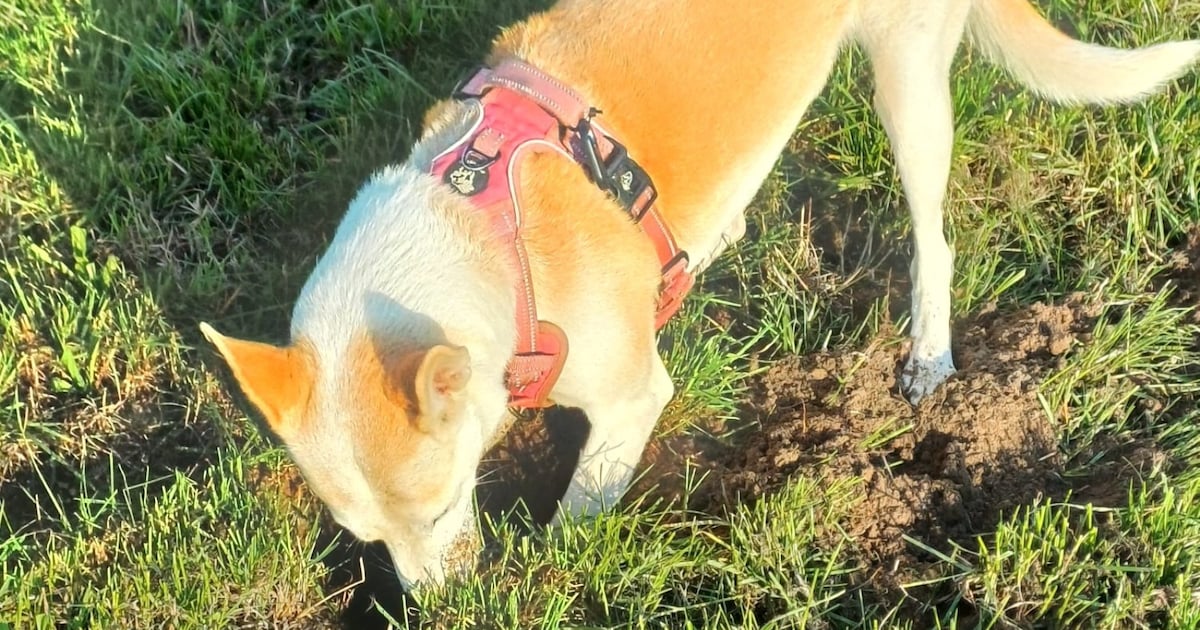 Heb jij Roska gezien? Dit huisdier wordt in Heeze-Leende vermist