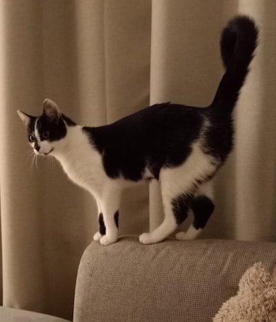 Heb jij Guus, Lucy of Lola gezien? Deze acht huisdieren worden in Apeldoorn vermist