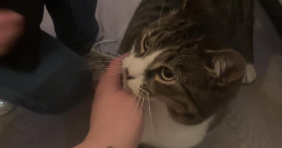 Heb jij Floki of Gizmo gezien? Deze twee huisdieren worden in Heemskerk vermist