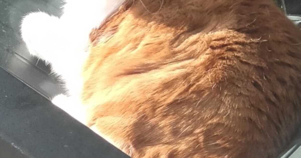 Heb jij Boyke, Lola of Toos gezien? Deze vijf huisdieren worden in Molenlanden vermist