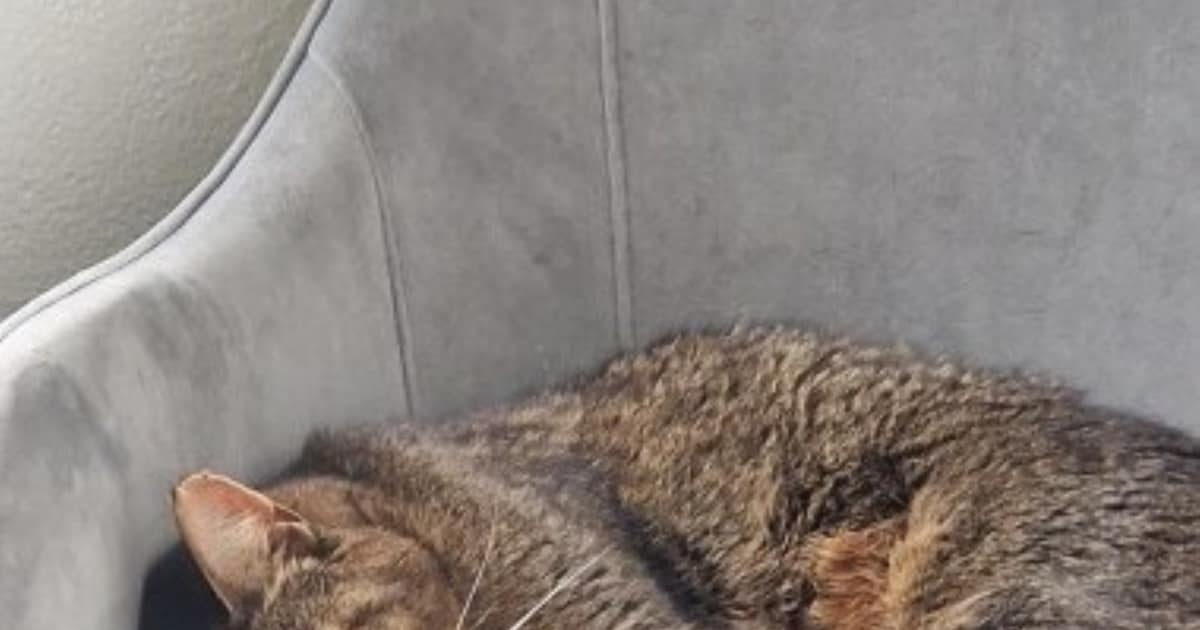Heb jij Fred of Karel gezien? Deze twee huisdieren worden in Zwartewaterland vermist