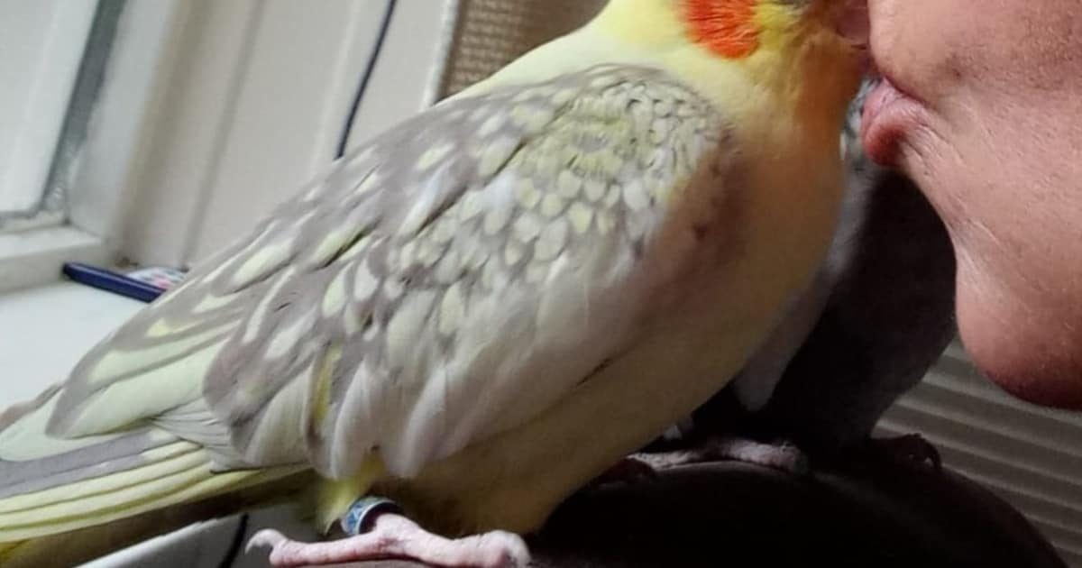 Heb jij Lolek of Lolka gezien? Deze twee huisdieren worden in Aalsmeer vermist