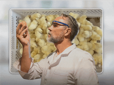 Happy Easter, but not for 120,000 day-old cockerels