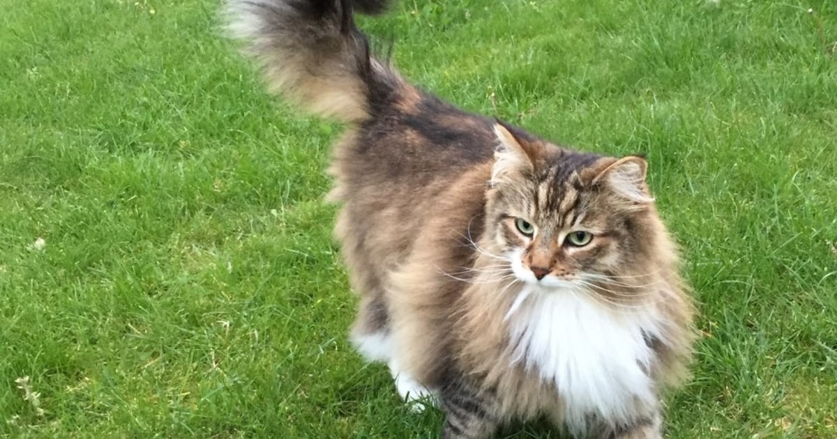 Heb jij Rossy gezien? Deze twee huisdieren worden in Stede Broec vermist