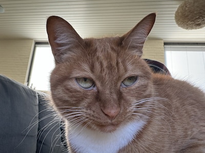 Heb jij Sasa gezien? Dit huisdier wordt in Boxtel vermist