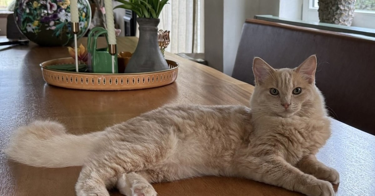 Heb jij Siepie of Floki gezien? Deze twee huisdieren worden in Alblasserdam vermist