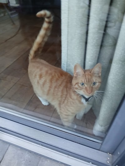 Heb jij Otis, Tobi of Moos gezien? Deze 21 huisdieren worden in Utrecht vermist