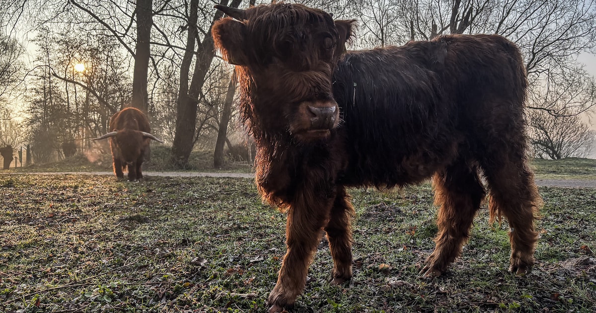 Bioloog Nico leidt excursie door Amsterdamse Bos in Amstelveen