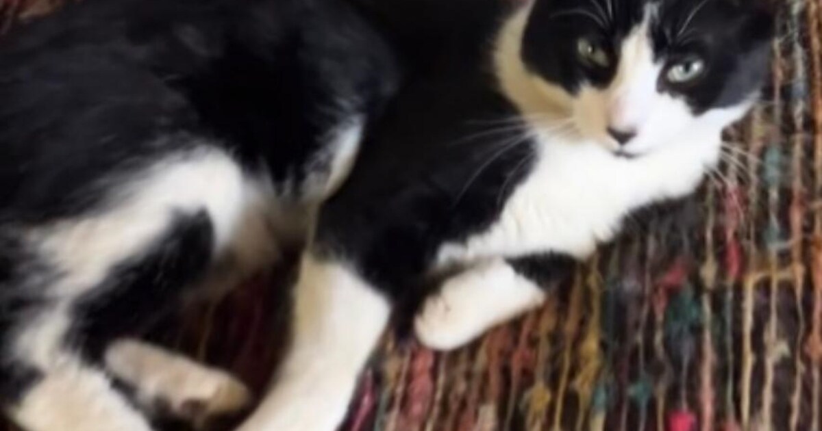 Heb jij Jeff, Moos of Tijger gezien? Deze drie huisdieren worden in Albrandswaard vermist