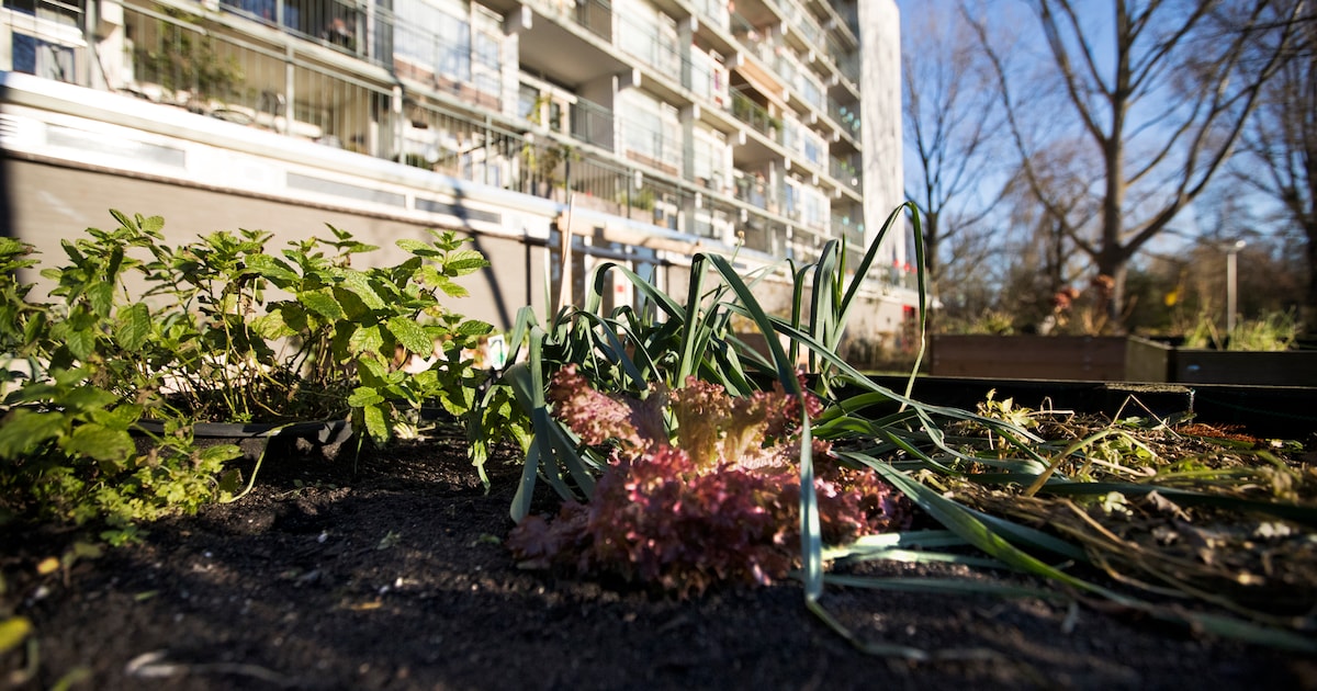 Zeist-Centrum en Zeist-West krijgen geld voor plantsoenen, speelplekken en moestuin