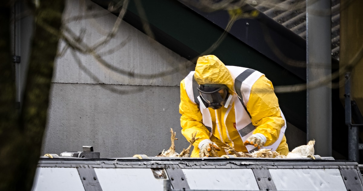 Kan Barneveld het kippendorp van Nederland blijven met de vogelgriep, of moeten er bedrijven verhuiz