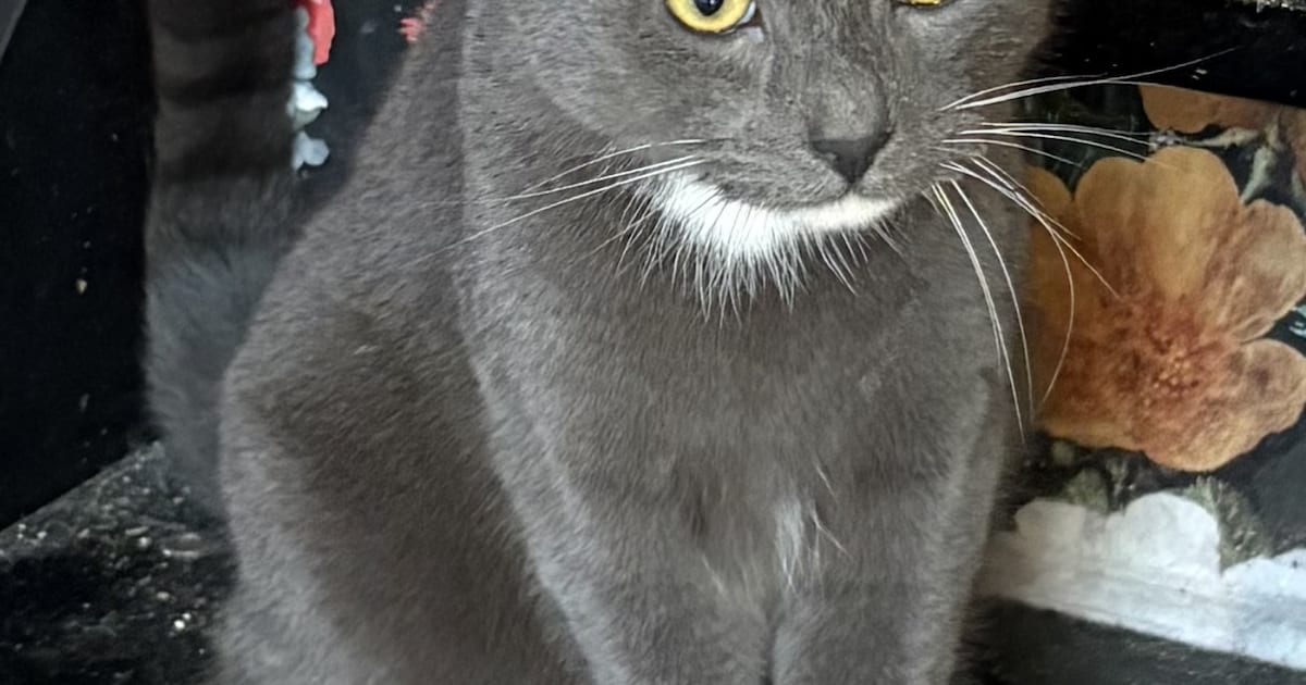 Heb jij Beer of Luna gezien? Deze twee huisdieren worden in De Ronde Venen vermist