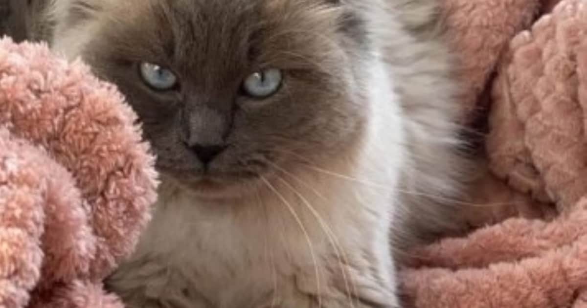 Heb jij Dori gezien? Dit huisdier wordt in Heerlen vermist