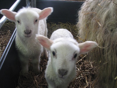 Kinderverhalen en speurtocht in Nationaal Park Veluwezoom