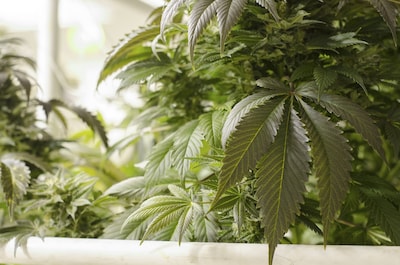 Hennepkwekerij kost Helmonder zijn auto en hij moet nog 7000 euro terugbetalen