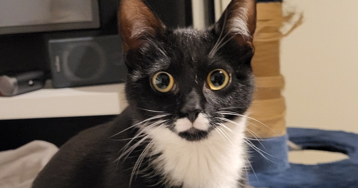 Heb jij Peanut of Mimi gezien? Deze twee huisdieren worden in Purmerend vermist