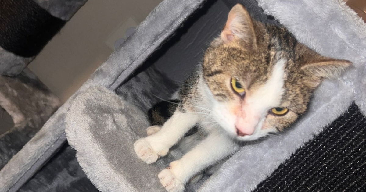 Heb jij Lucky of Baby gezien? Deze twee huisdieren worden in Heerlen vermist