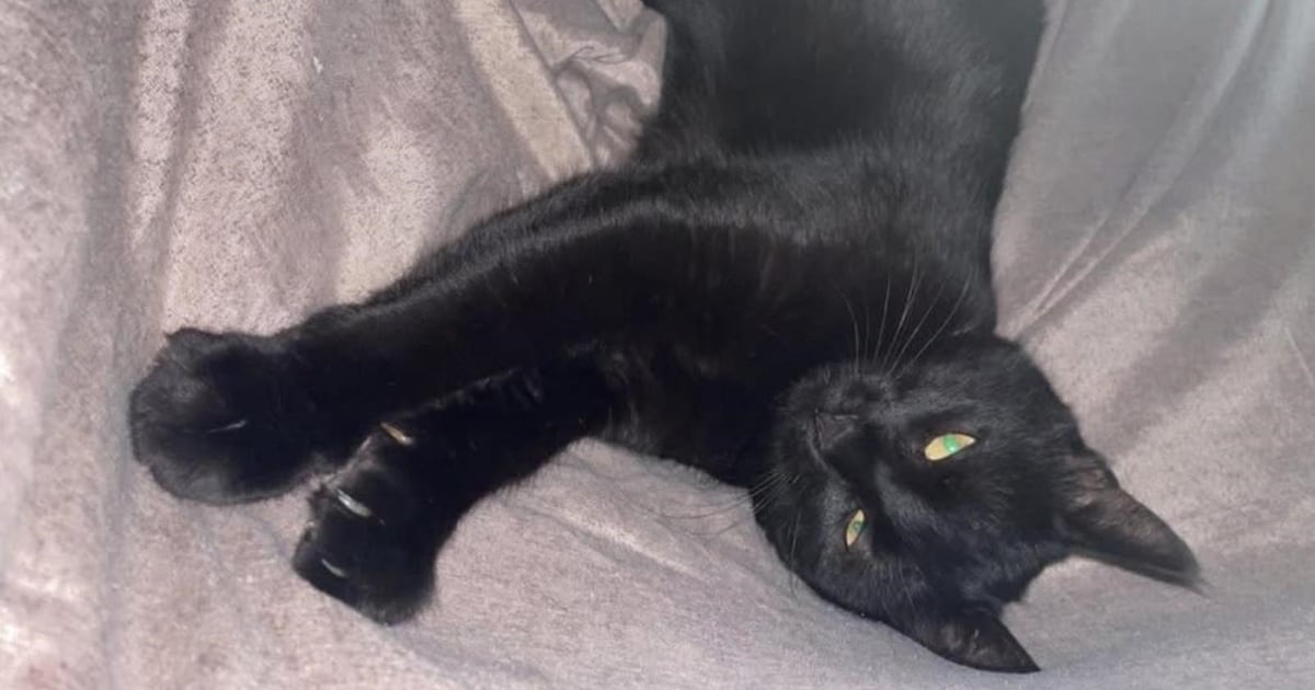 Heb jij Barbie of Lio gezien? Deze twee huisdieren worden in Hillegom vermist