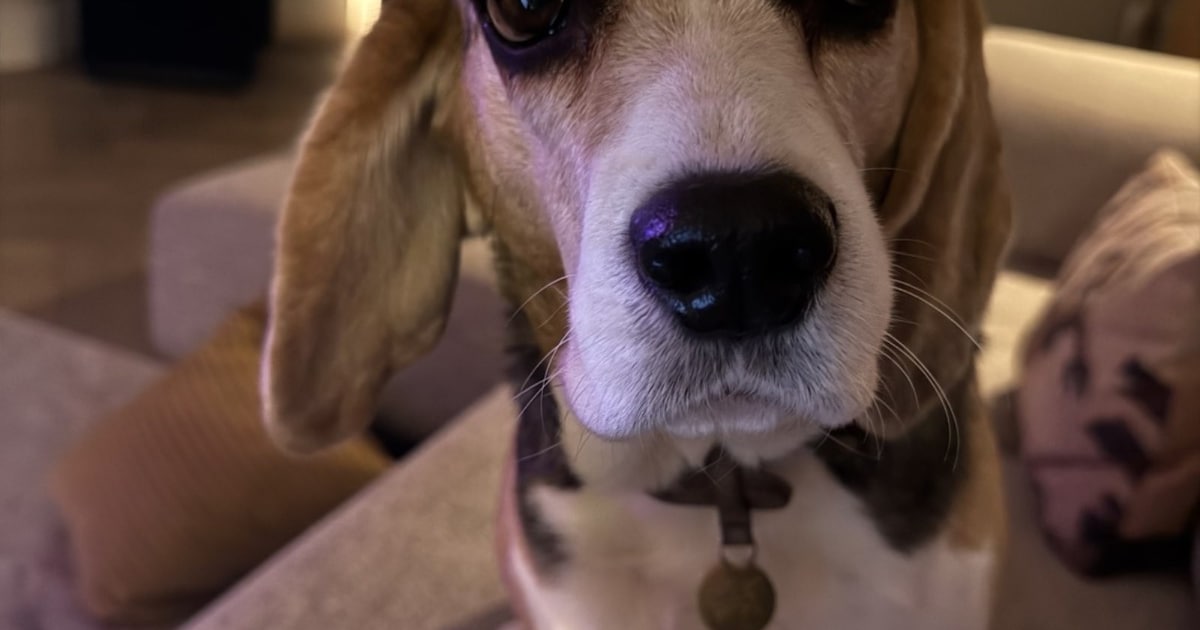 Heb jij Pip gezien? Dit huisdier wordt in Waalre vermist