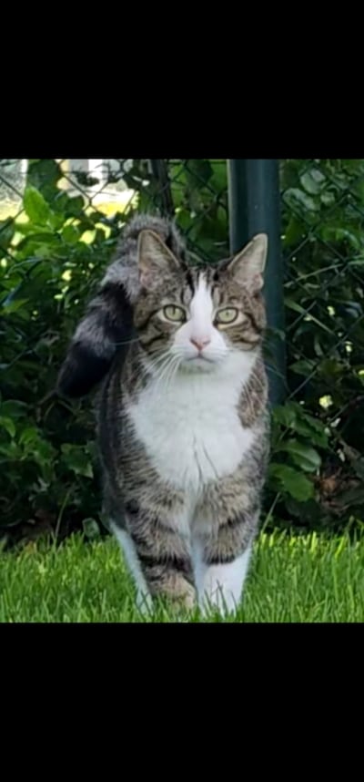 Heb jij Doerak gezien? Dit huisdier wordt in Oss vermist