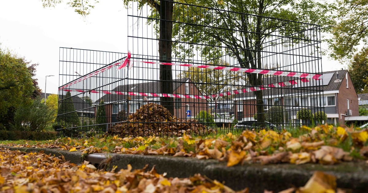 Bladkorven worden weggehaald in Heusden